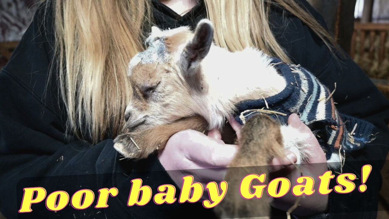 I CANT Believe We Did This To Our NEWBORN Baby GOATS!