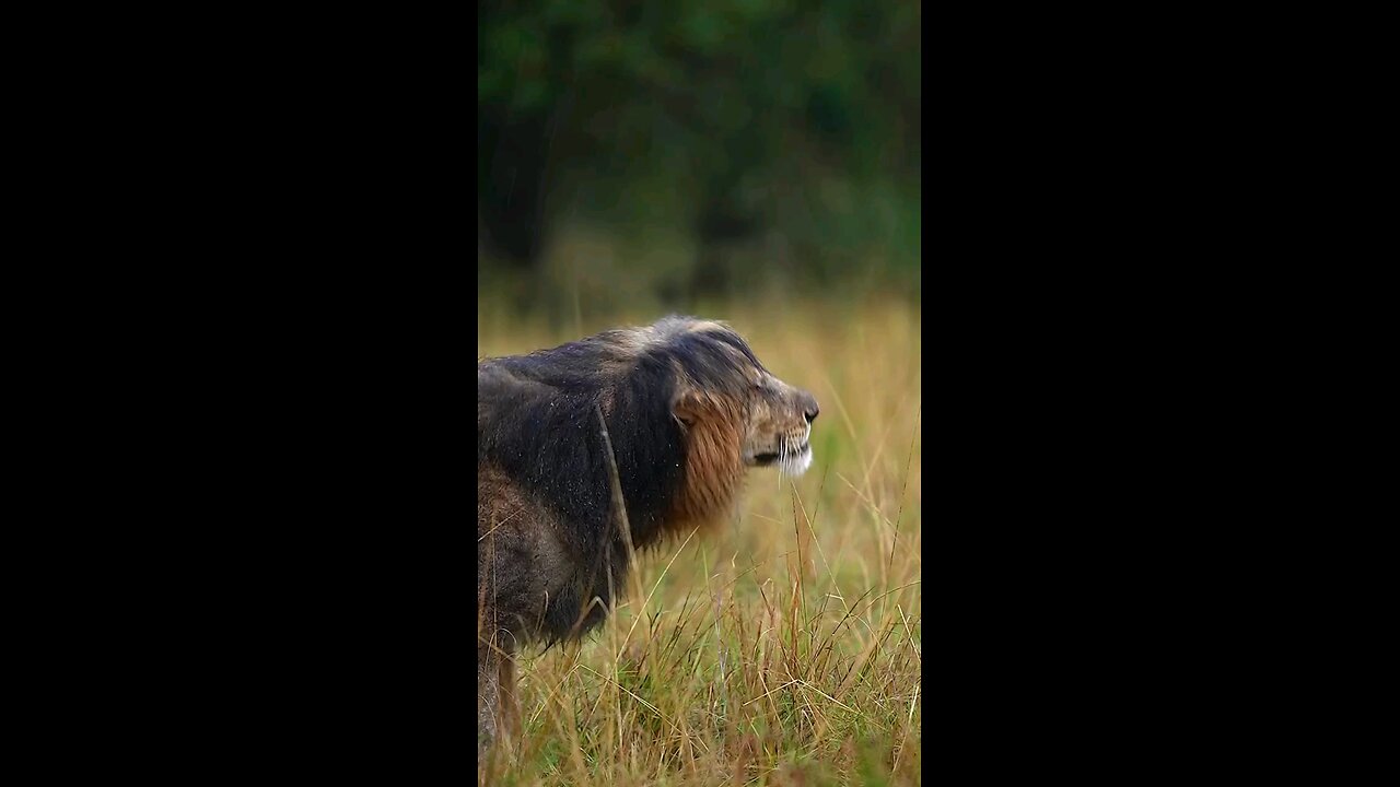 "Majestic Lions Shaking Off Water in Slow Motion | Soothing Moments" by rvcjinsta