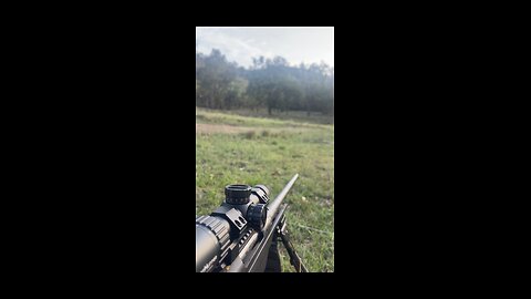 Whistling foxes bit getting bunnies
