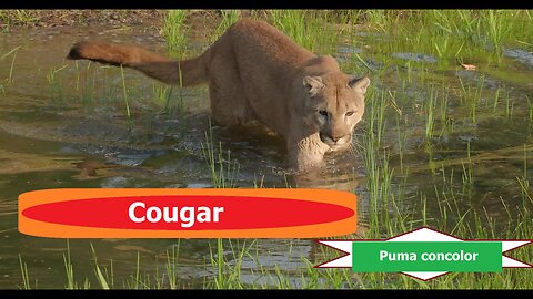 Cougar-Puma concolor