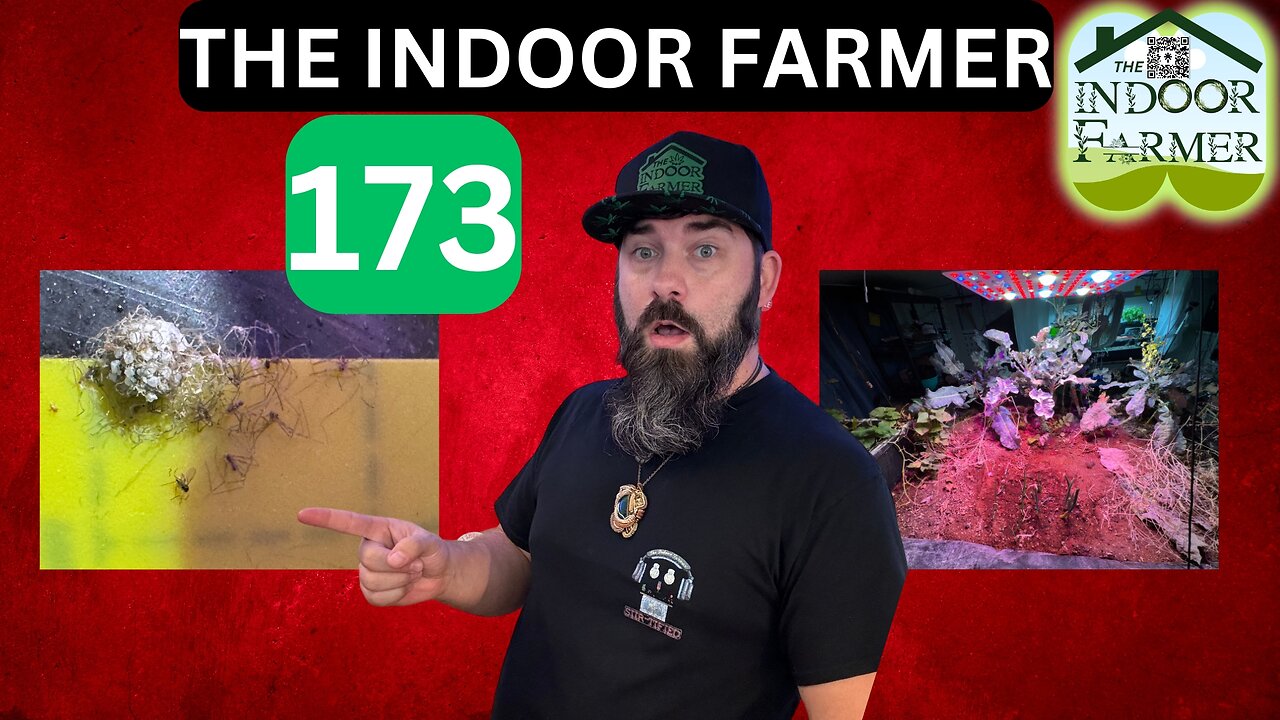 The Indoor Farmer ep 173, Spiders & Spider Crickets? Let's Grow