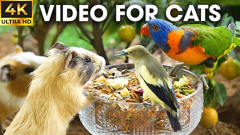 Birds and Squirrels Playtime in the Garden - Video For Cats to Watch - CatTV Central