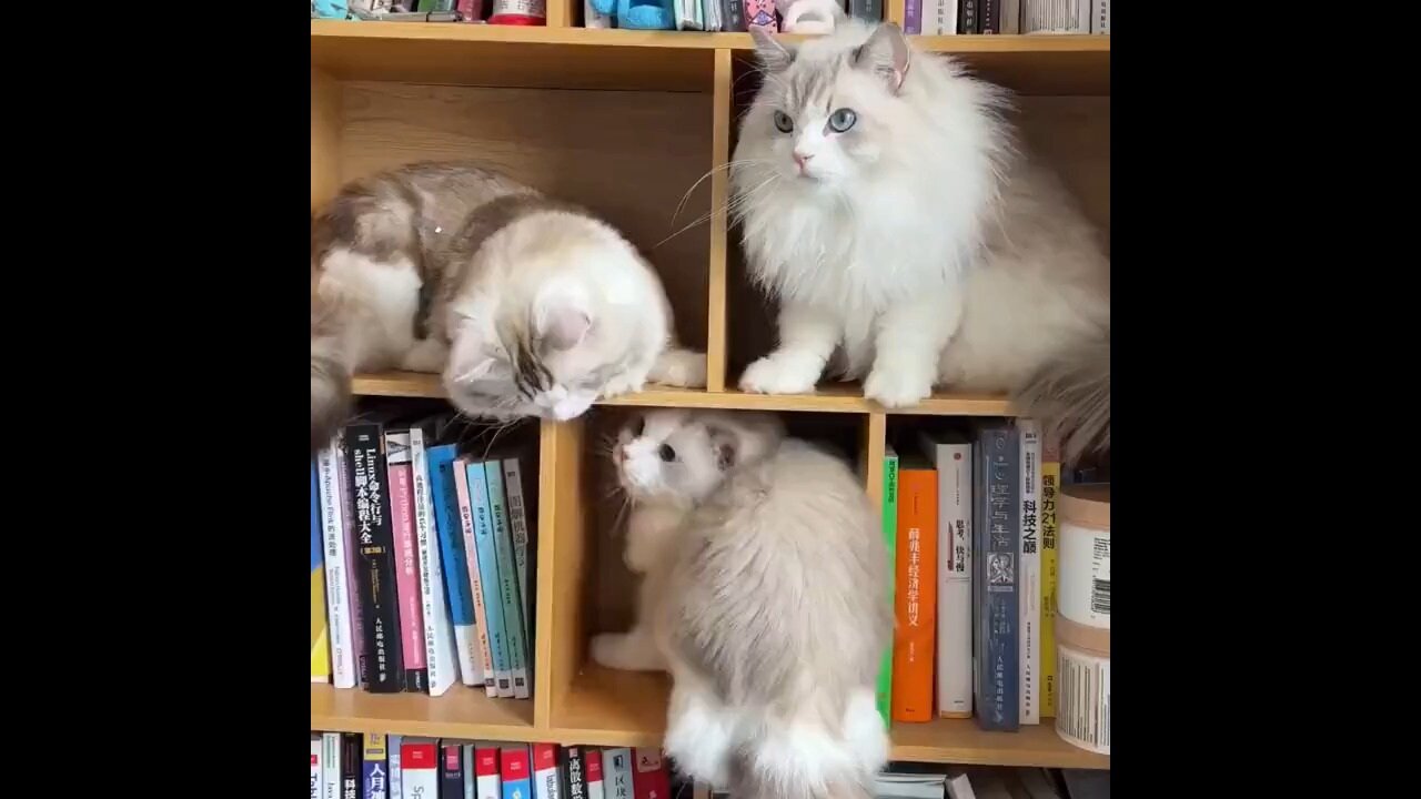 Bookcase Fight