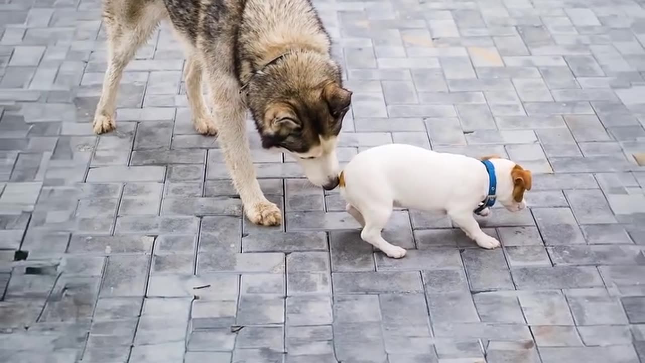 Why Dogs Sniff Each Other's Butts 🐶