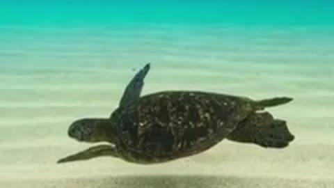 "Sea Turtles: Guardians of the Ocean Facing Extinction"