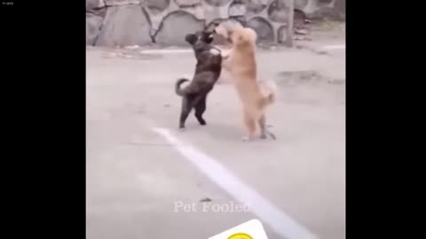 you-laugh-you-losefunniest-dogs-and-cats-2025
