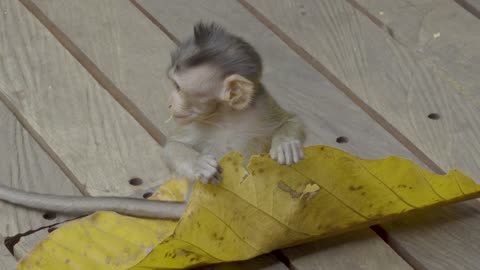 Funny Animals New Funny Animals Baby monkey