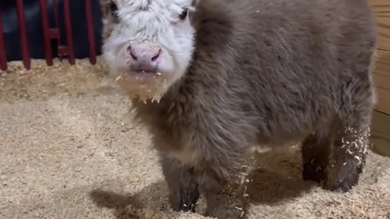 Funny Lamb