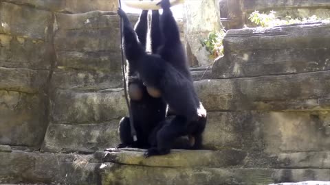 Incredible Cute Gibbon Monkeys Playing, singing & climbing