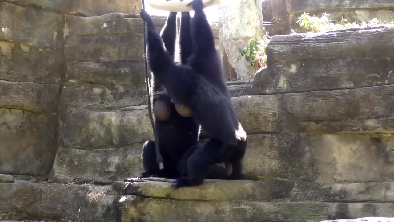 Incredible Cute Gibbon Monkeys Playing, singing & climbing