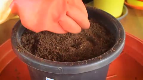 Best seed germination hacks