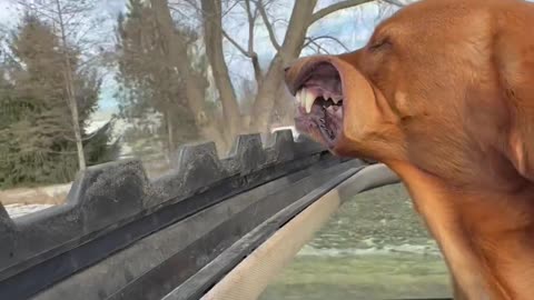 Dog Loves Winter Breeze From Sunroof