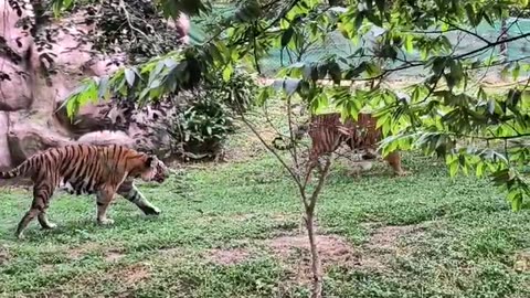 Indian royal bengal tiger