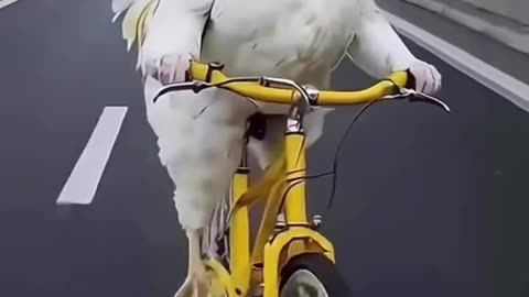 Look, even chickens ride bicycles