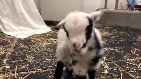 Baby Cute Goat