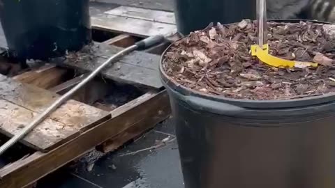 Raccoon Plays With Water