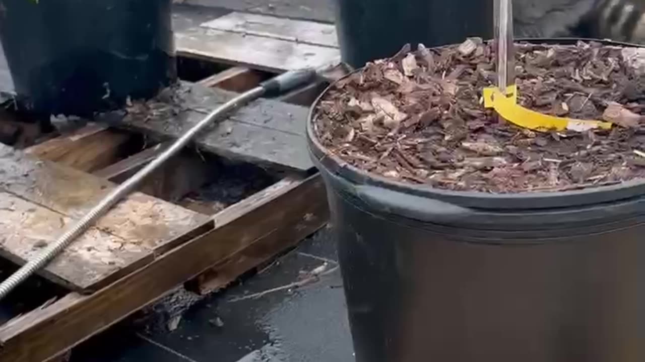 Raccoon Plays With Water