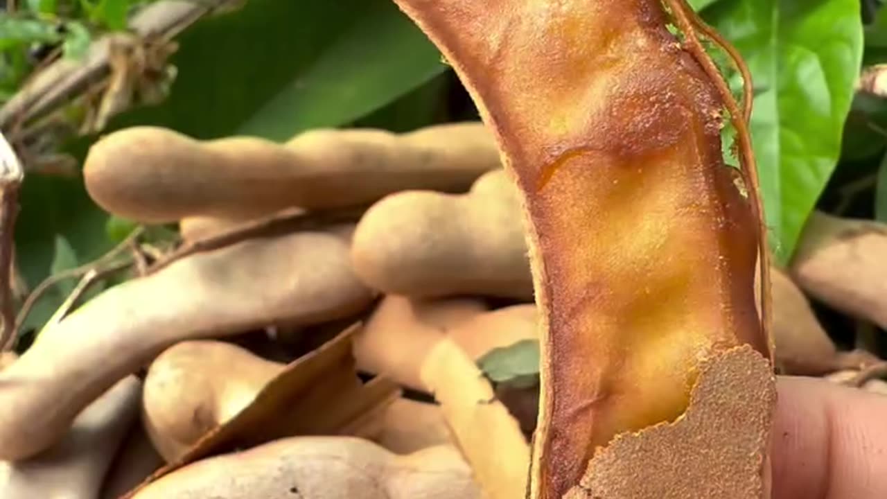 Tamrind video
