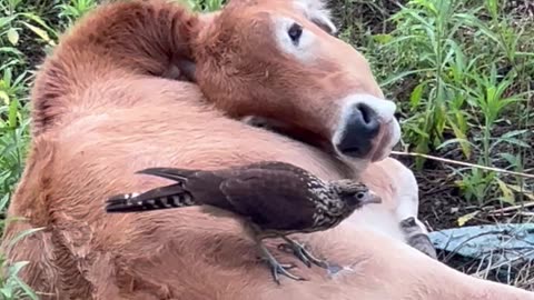 Bird Nibbles At Resting Cow