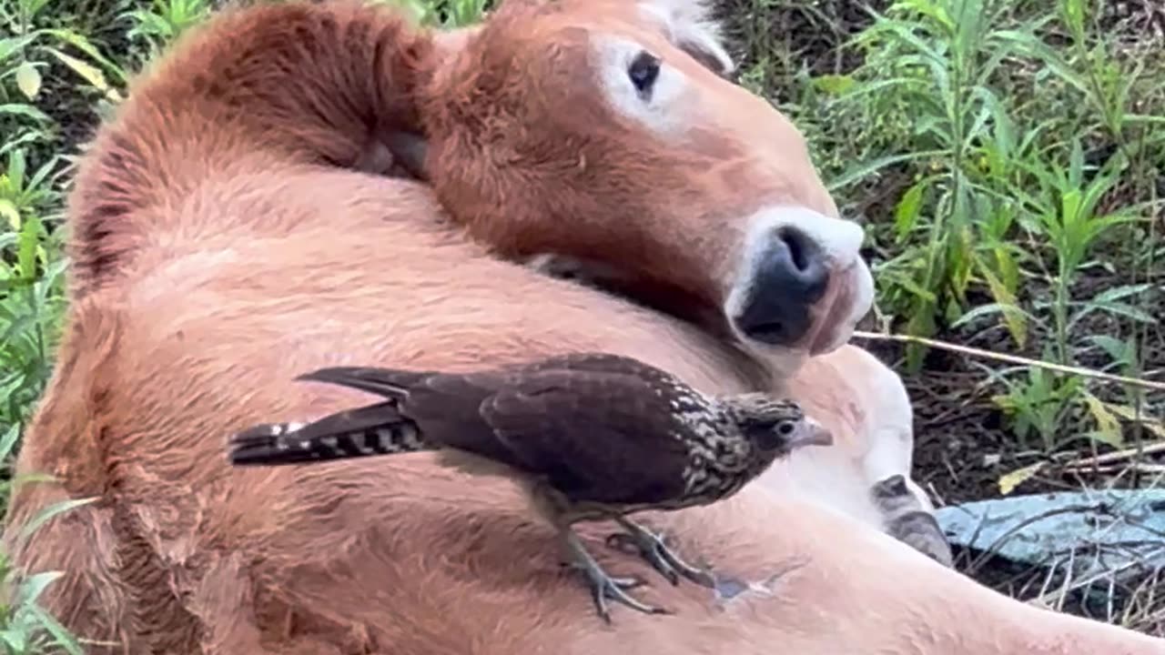 Bird Nibbles At Resting Cow