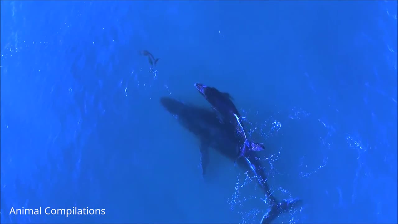 Check out! This amazing video of Dolphins and wales swimming around!