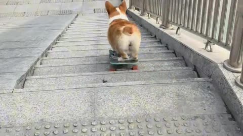 The dog on the skateboard can turn.