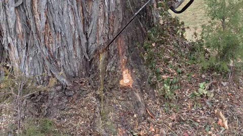 Rotted Tree Stump Gushes Water