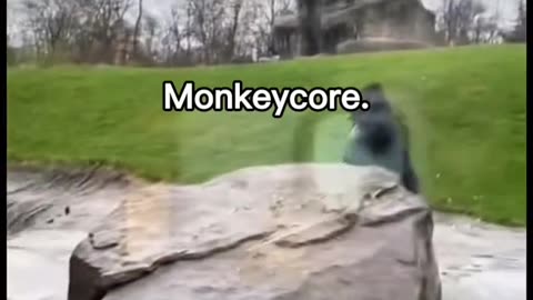 Funniest Monkey Moments Compilation – Nonstop Laughs!