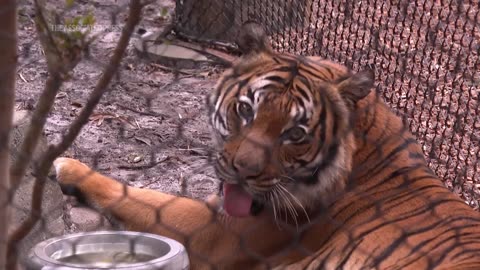 South Florida zoo unveils new tiger habitat