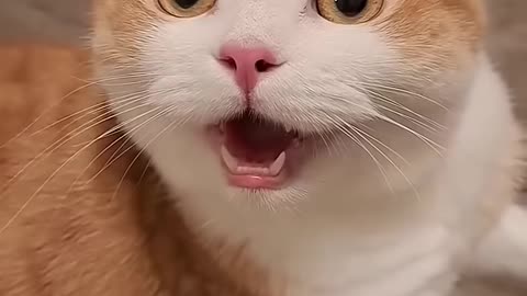 🌟 Welcome to the world of the cutest cats! 🐾 Part 33