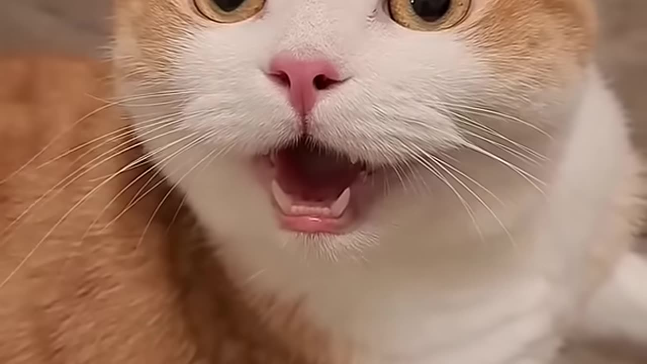 🌟 Welcome to the world of the cutest cats! 🐾 Part 33