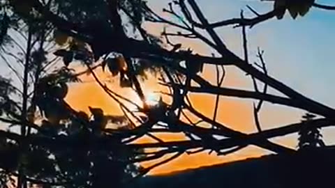 Nature video