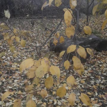 Leaf fall in the garden