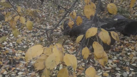 Leaf fall in the garden