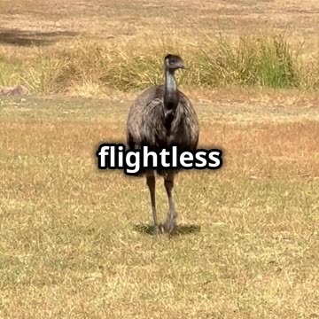 Kangaroo vs Emu_ Australia’s Wildest Riv