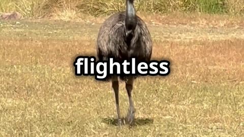 Kangaroo vs Emu_ Australia’s Wildest Riv