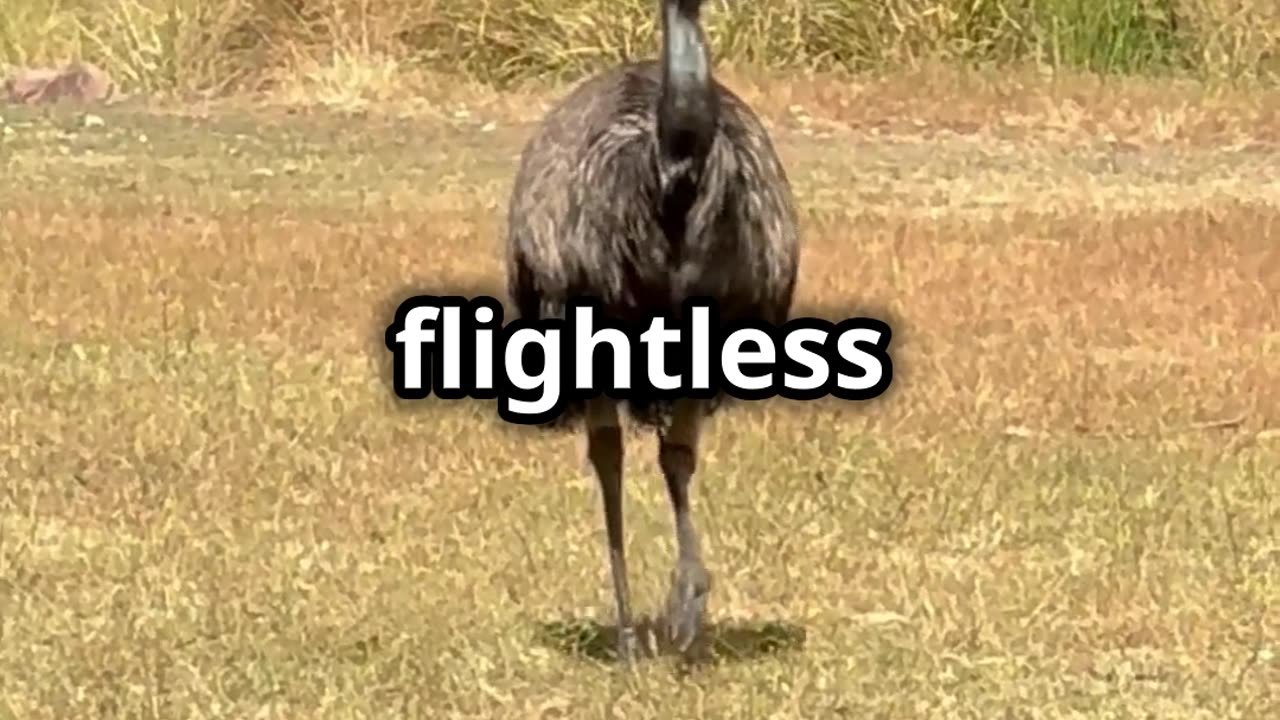 Kangaroo vs Emu_ Australia’s Wildest Riv