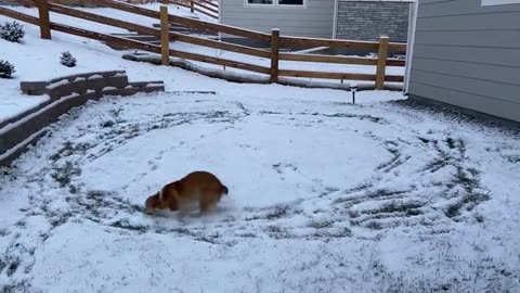 A Corgi Does Zoomie Doughnuts, Seeing Snow for First Time