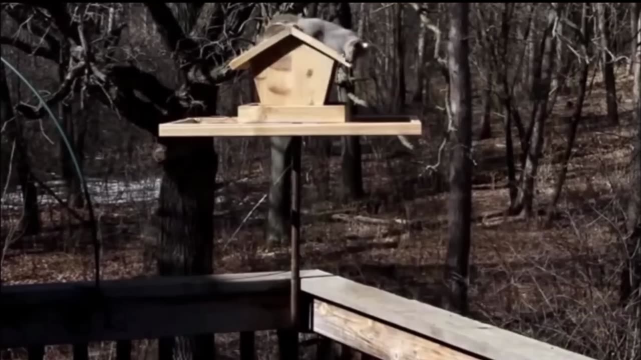 Animals Getting Zapped