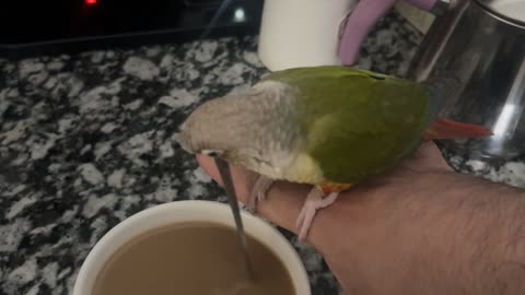 Pickle the Barista Bird Loves to Stir My Coffee Every Morning