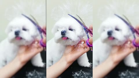 Adorable Puppy Gets a Makeover!