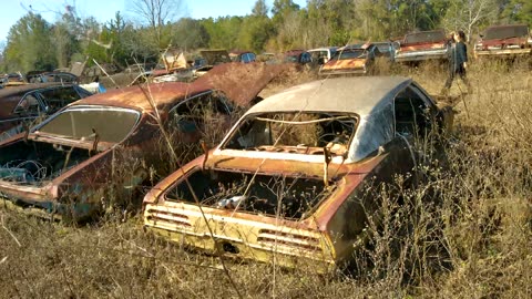 Rows of abandoned 60s and 70s Pontiacs and Fords in North Florida