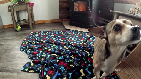 Miss Molly Mae Received Part Of Her Order And Couldn't Care Less, Buster However LOVES It!