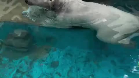 Polar bear swim like an olympic swimmers