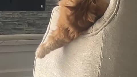 Orange Cat Goes Wild On Armchair