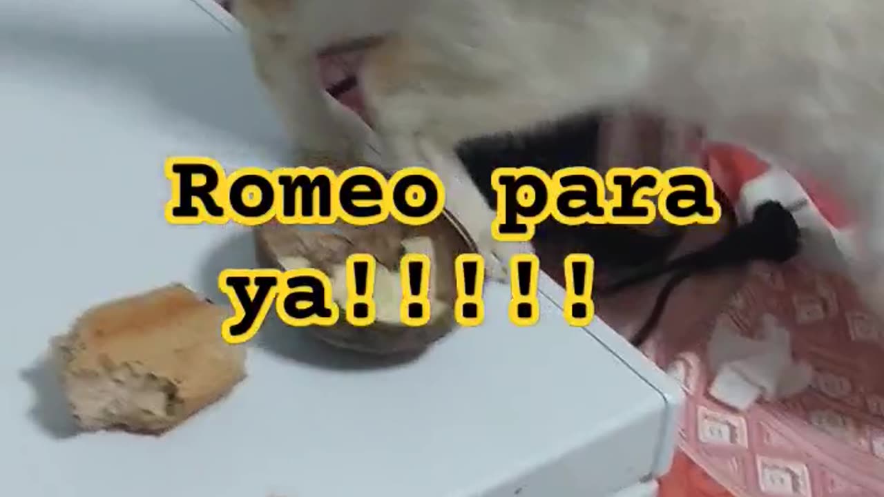 MI CAT GATO ROMEO ME MEO COME COME