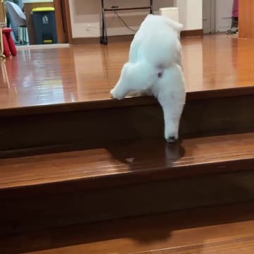 Flexible Short-Legged Cutie - Guaranteed Laughter Every Time! So Inspiring