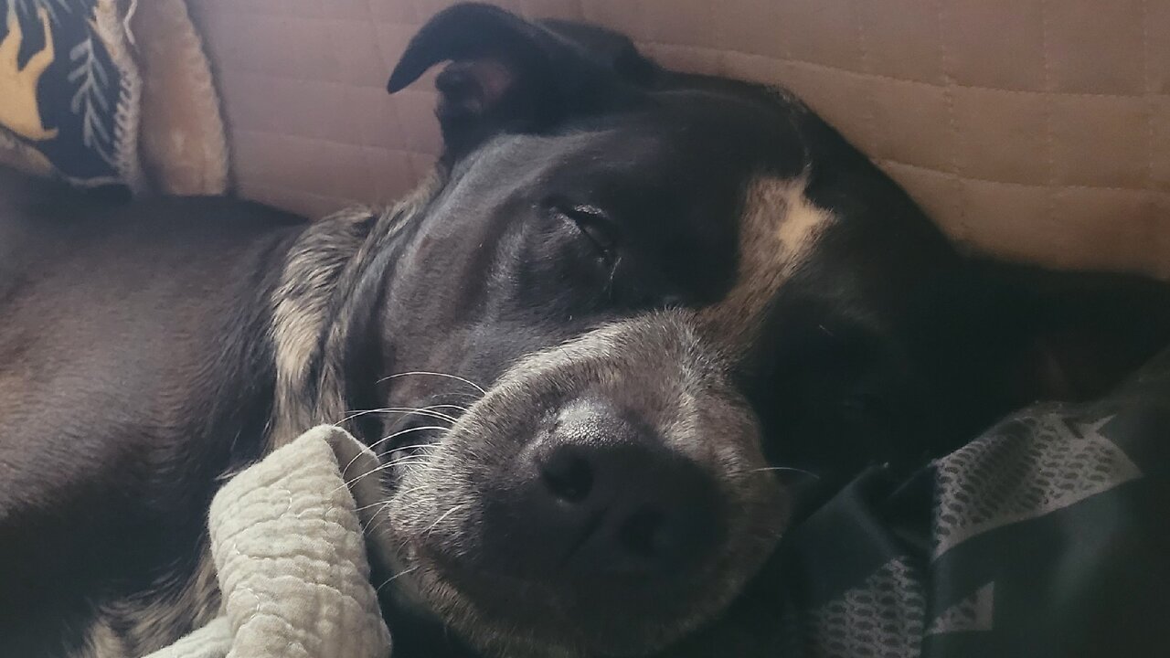 dog irl