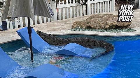 'Big ass' alligator caught lounging by the pool