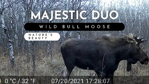 Pair Of Bull Moose